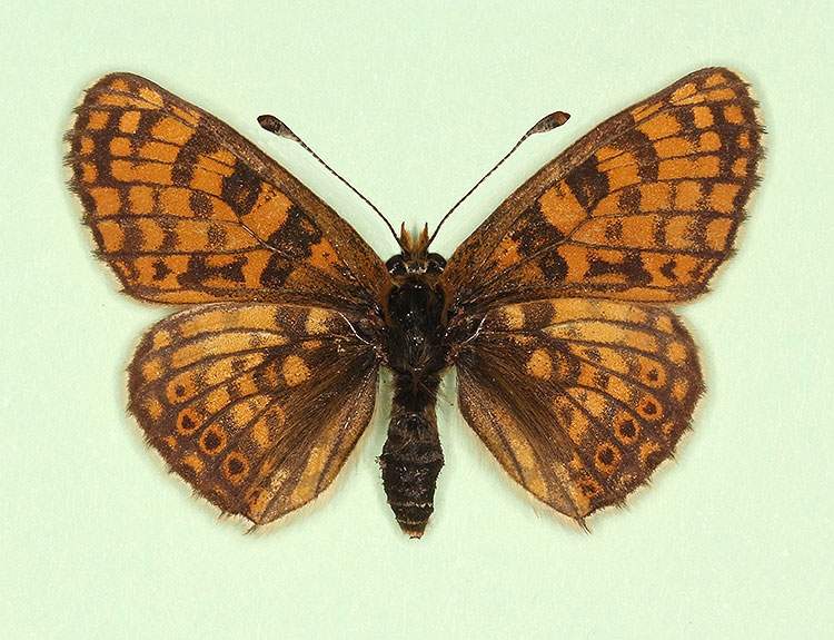 Melitaea cinxia male (aberrant form interligata) (Internet Image property of respective owner, non-commercial use only)
